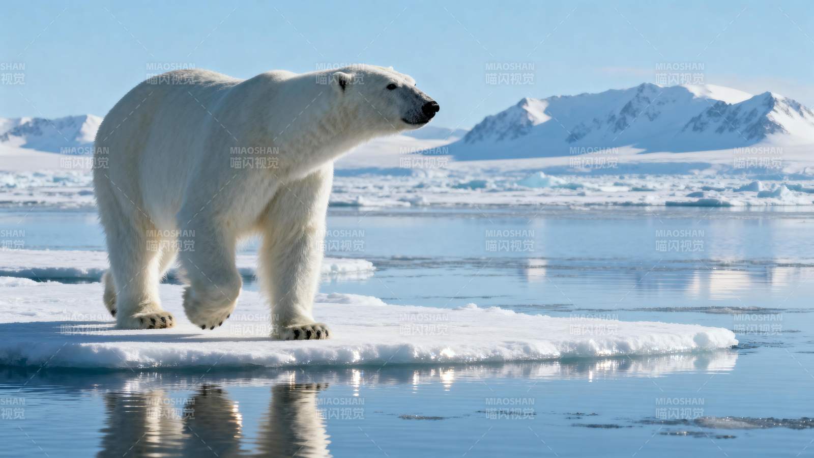 北极熊冰原行图片
