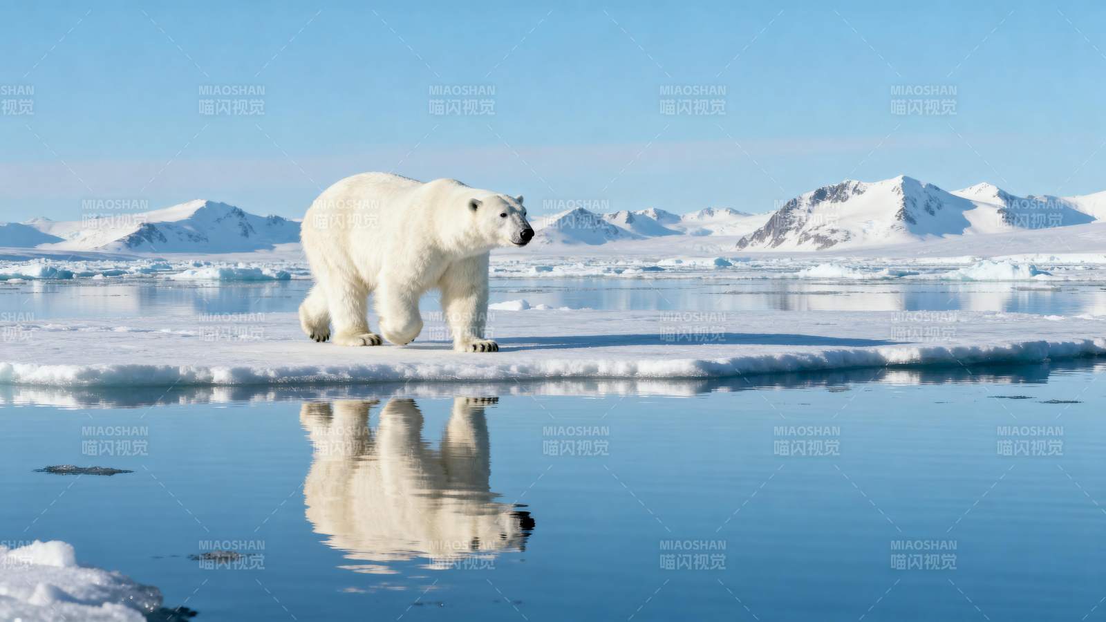 北极熊冰原倒影图片