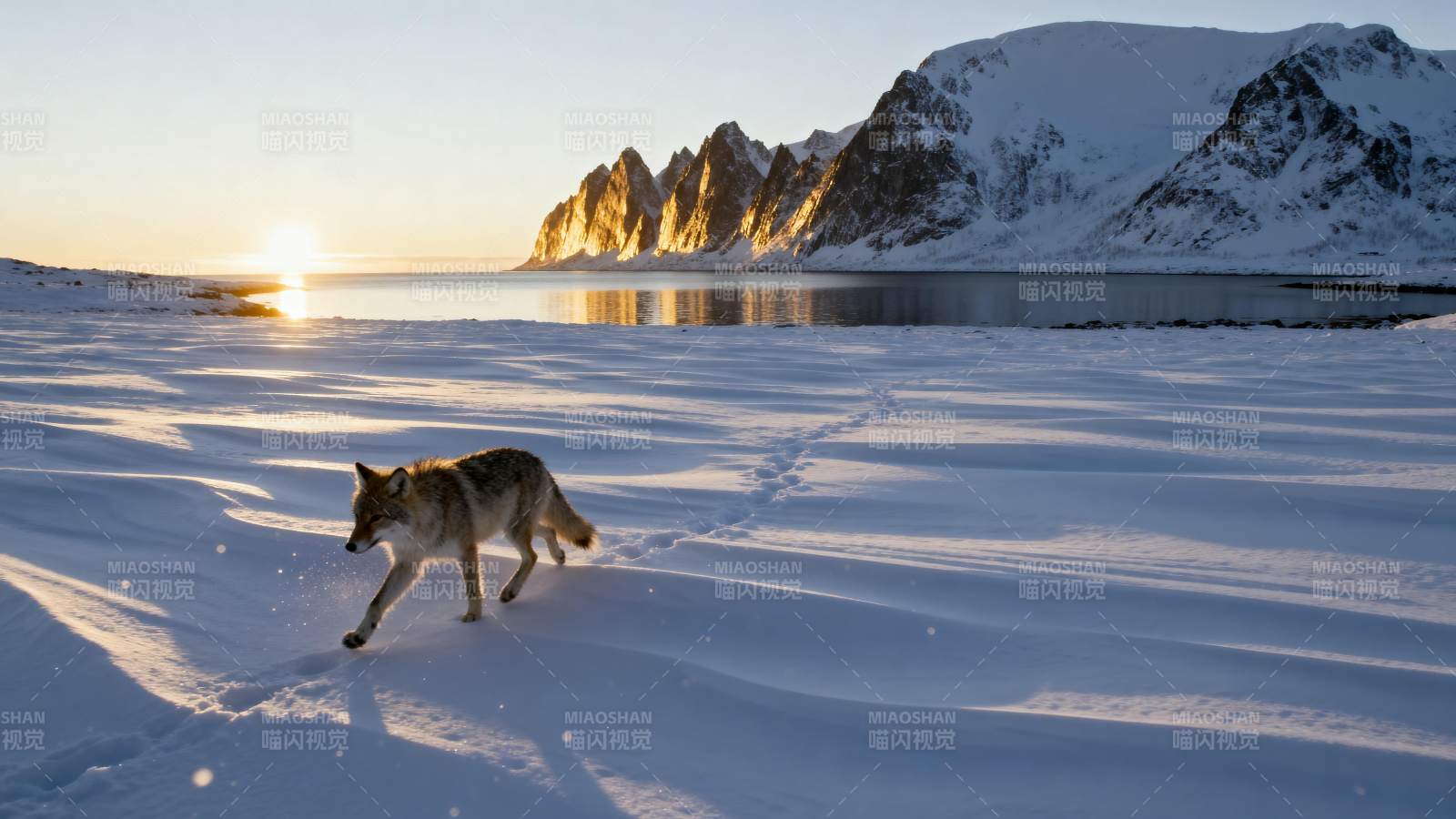 雪原上的狐狸图片
