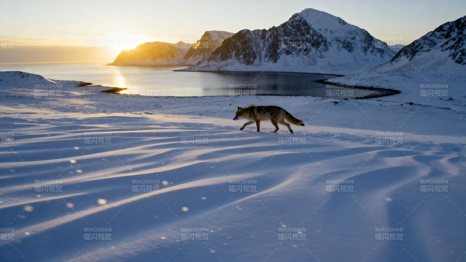 雪原孤狼逐日影图片