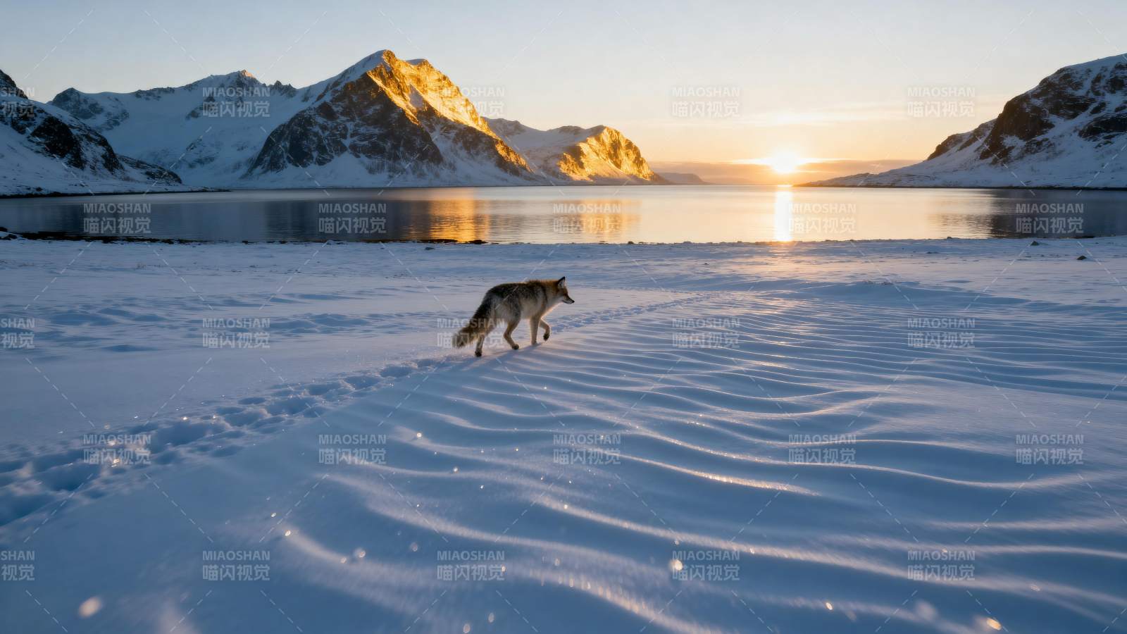 雪原狐影日落时图片
