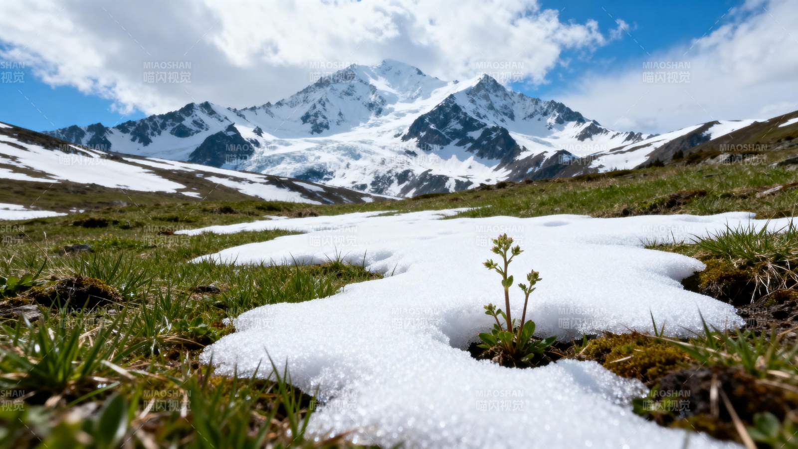 雪融草生 山巅巍峨图片
