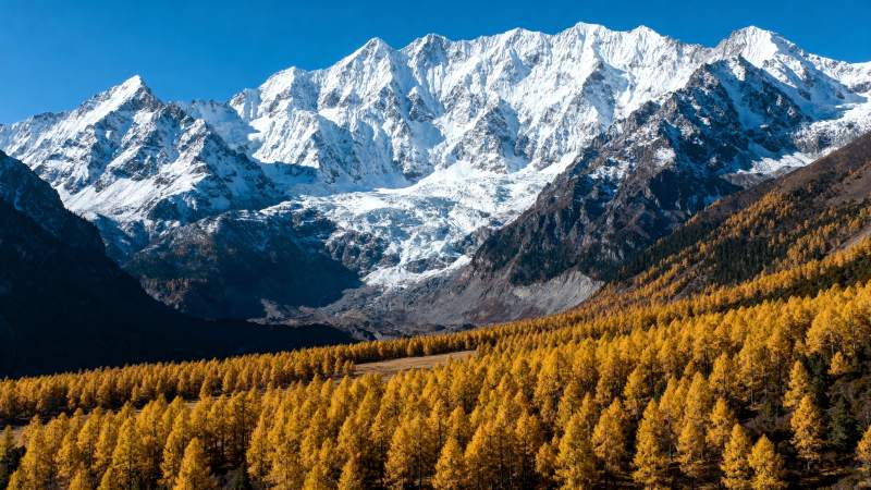 雪山秋林美景图片