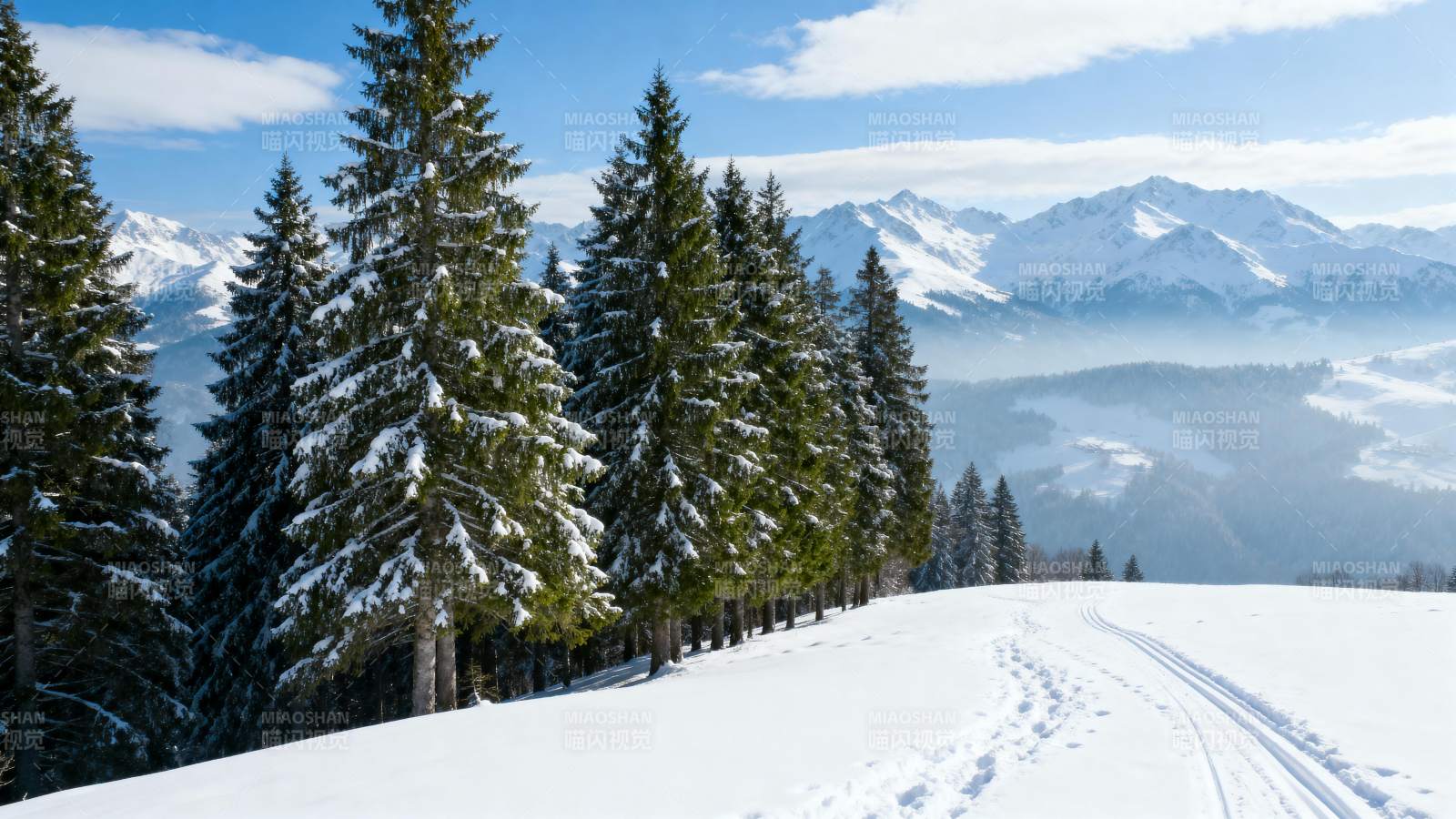 雪岭松林静谧景图片