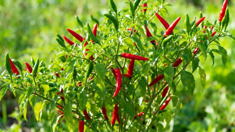 红辣椒植株生长旺盛图片