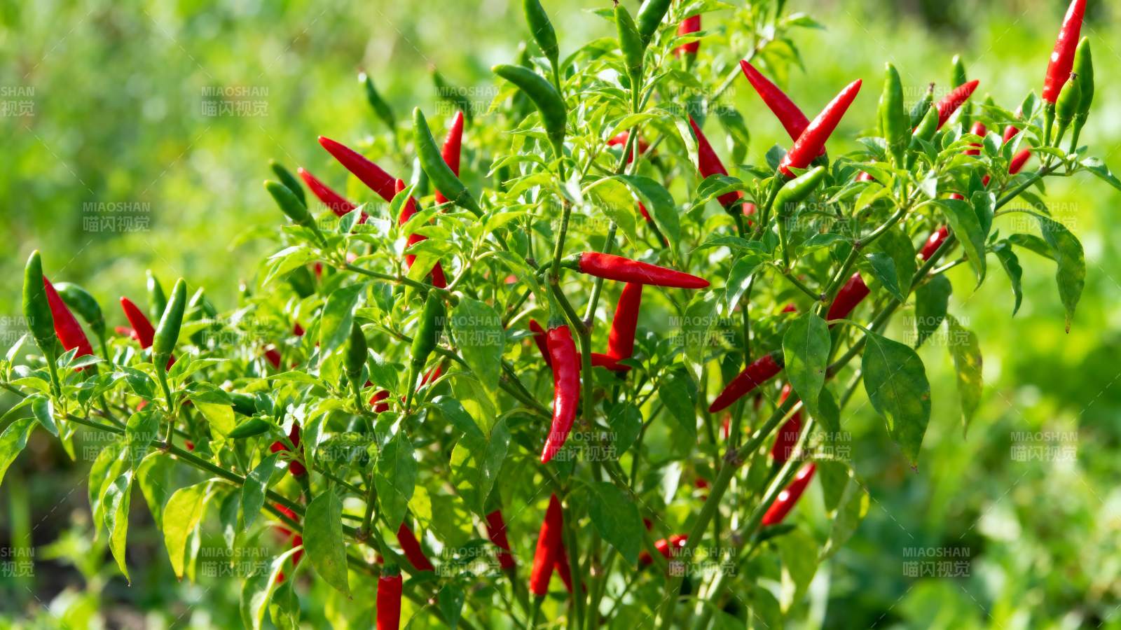 红辣椒植株生长旺盛图片