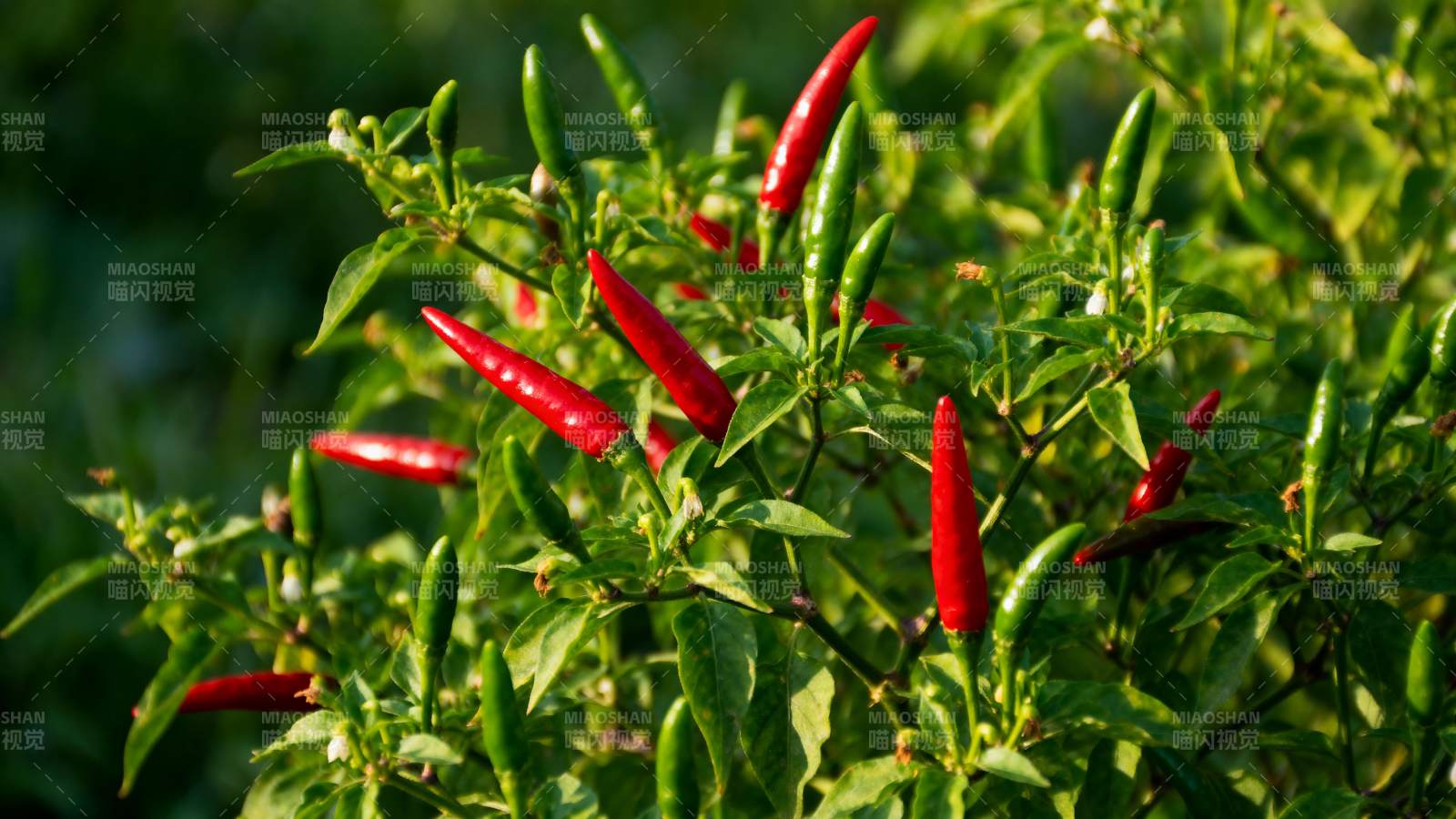 红辣椒在绿叶间生长图片