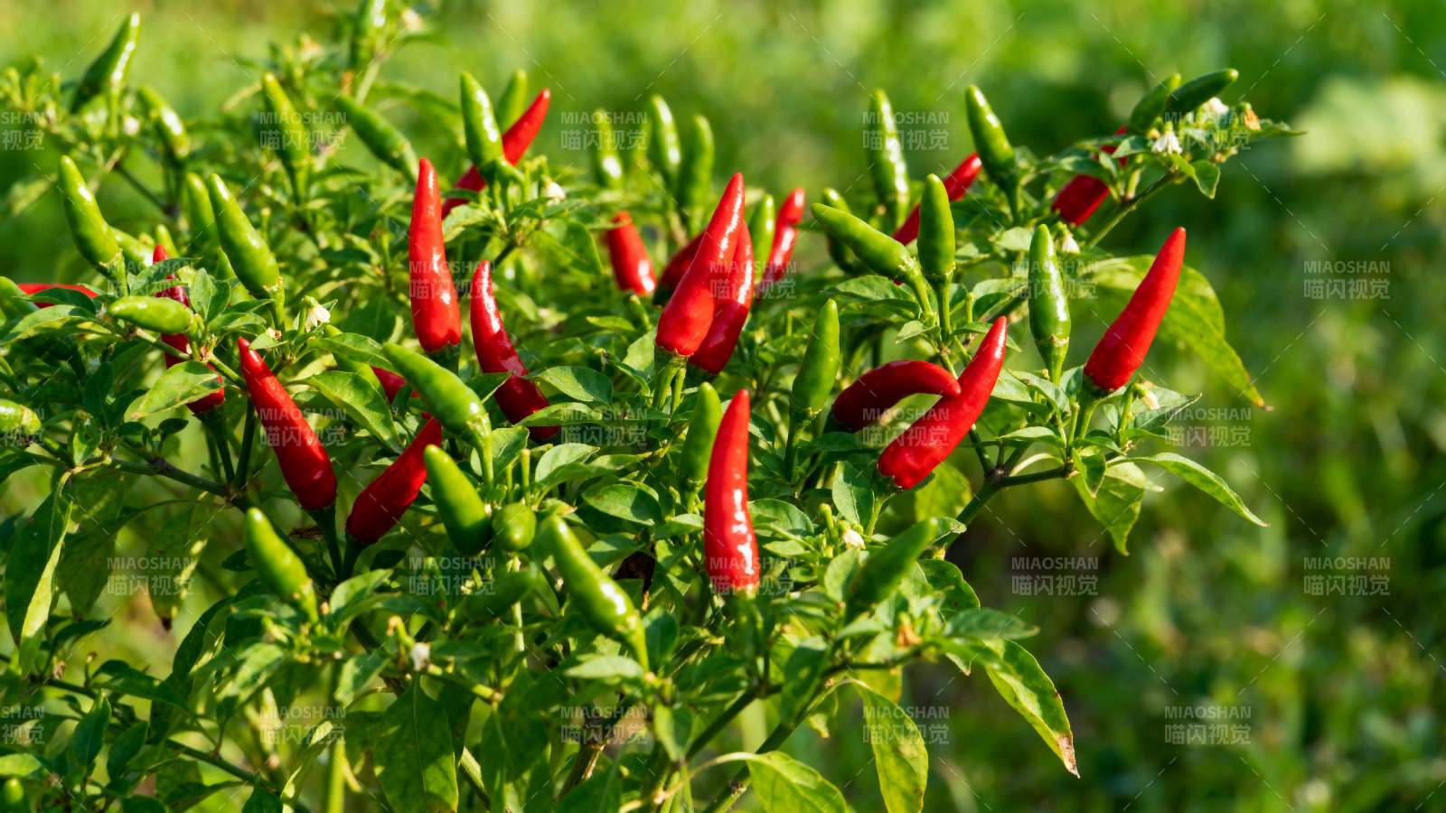 红绿辣椒共舞图片