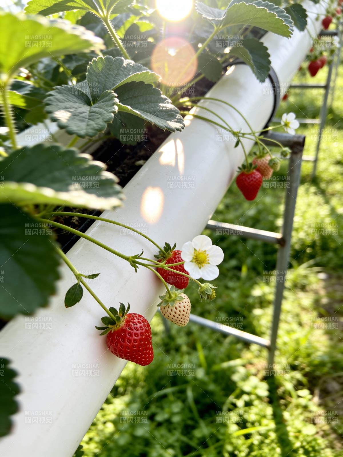 阳光下的草莓园图片