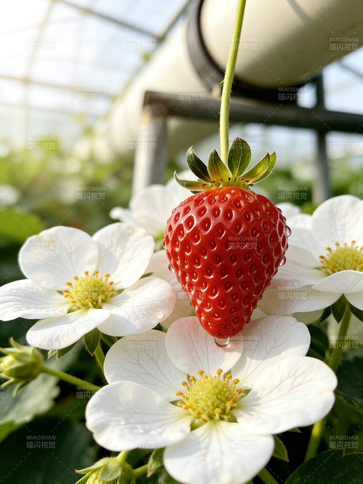 草莓花间红果垂图片