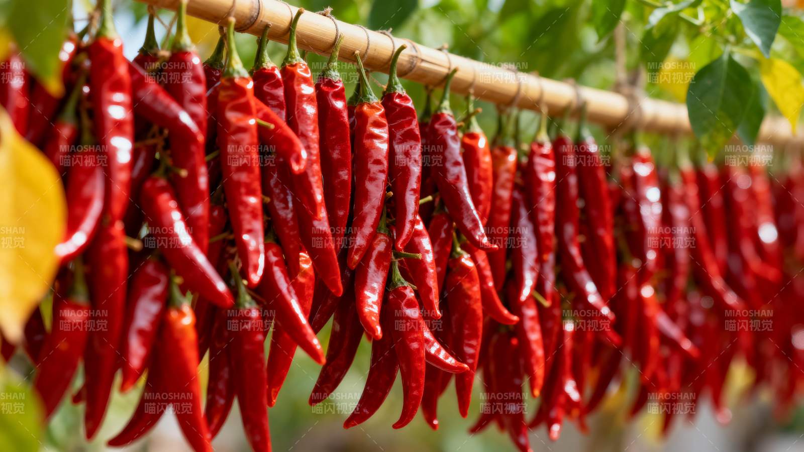 红辣椒串挂枝头图片