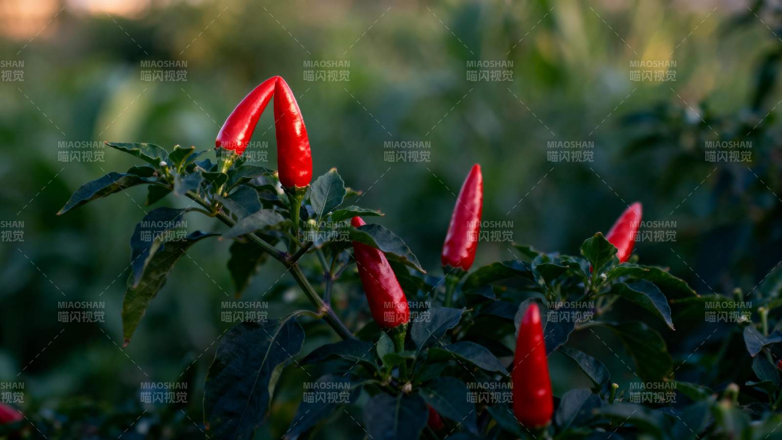 红辣椒在绿叶间生长图片