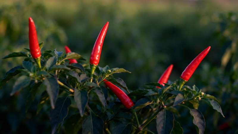 红辣椒在绿叶间生长图片