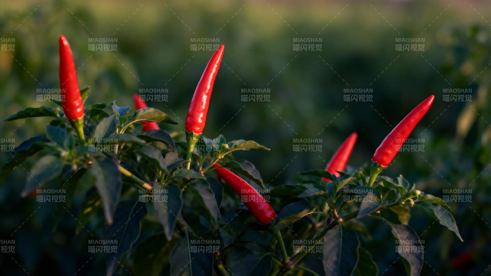 红辣椒在绿叶间生长图片