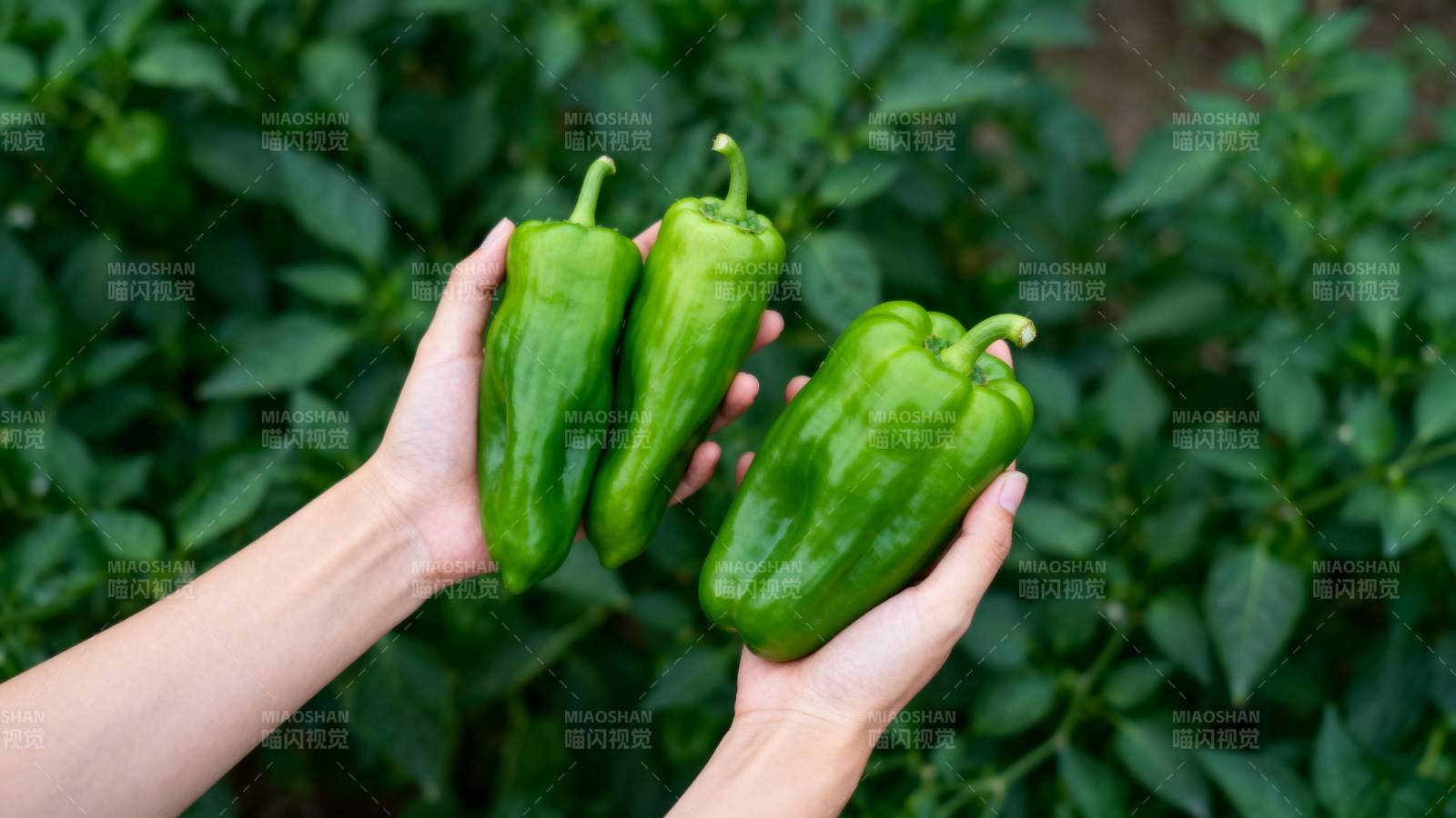 新鲜青椒采摘中图片