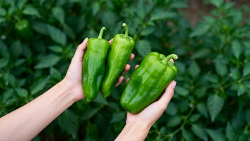 新鲜青椒采摘中图片