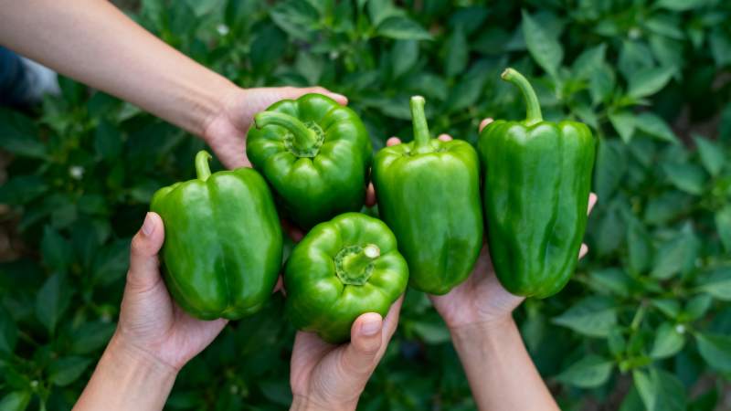 手捧青椒 绿意盎然图片