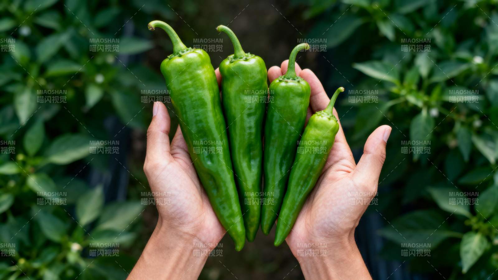 手捧青椒 绿意盎然图片