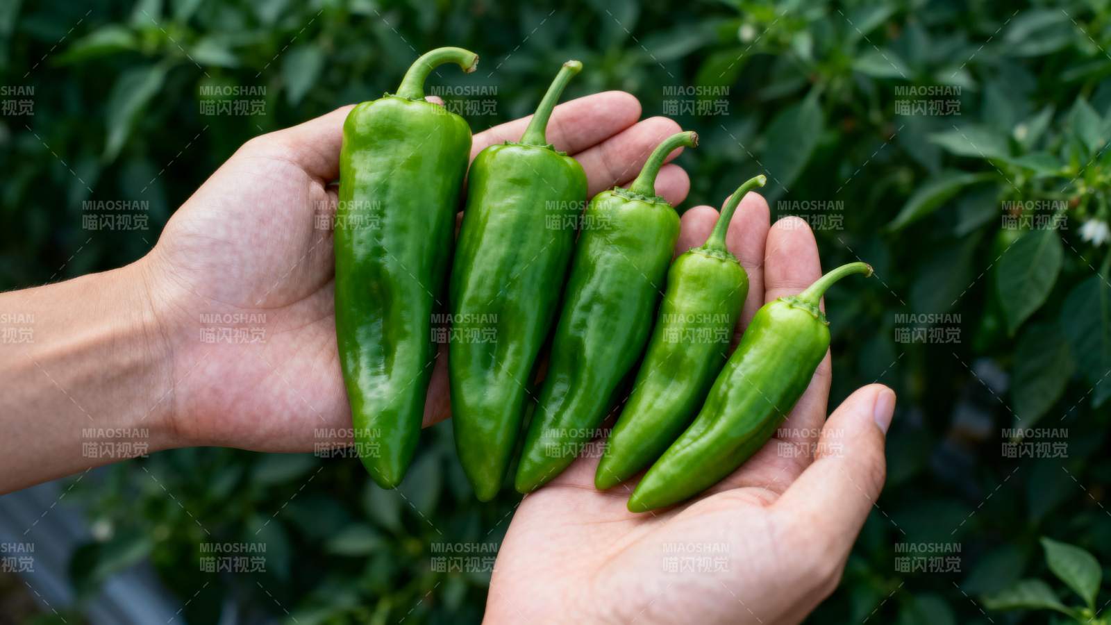 手捧青椒 绿意盎然图片