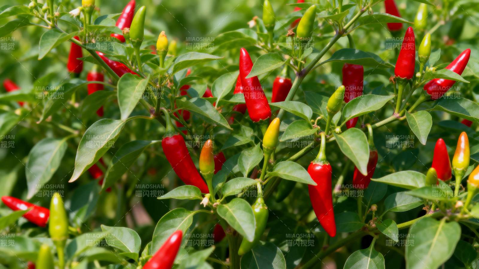 红辣椒植株生长图图片