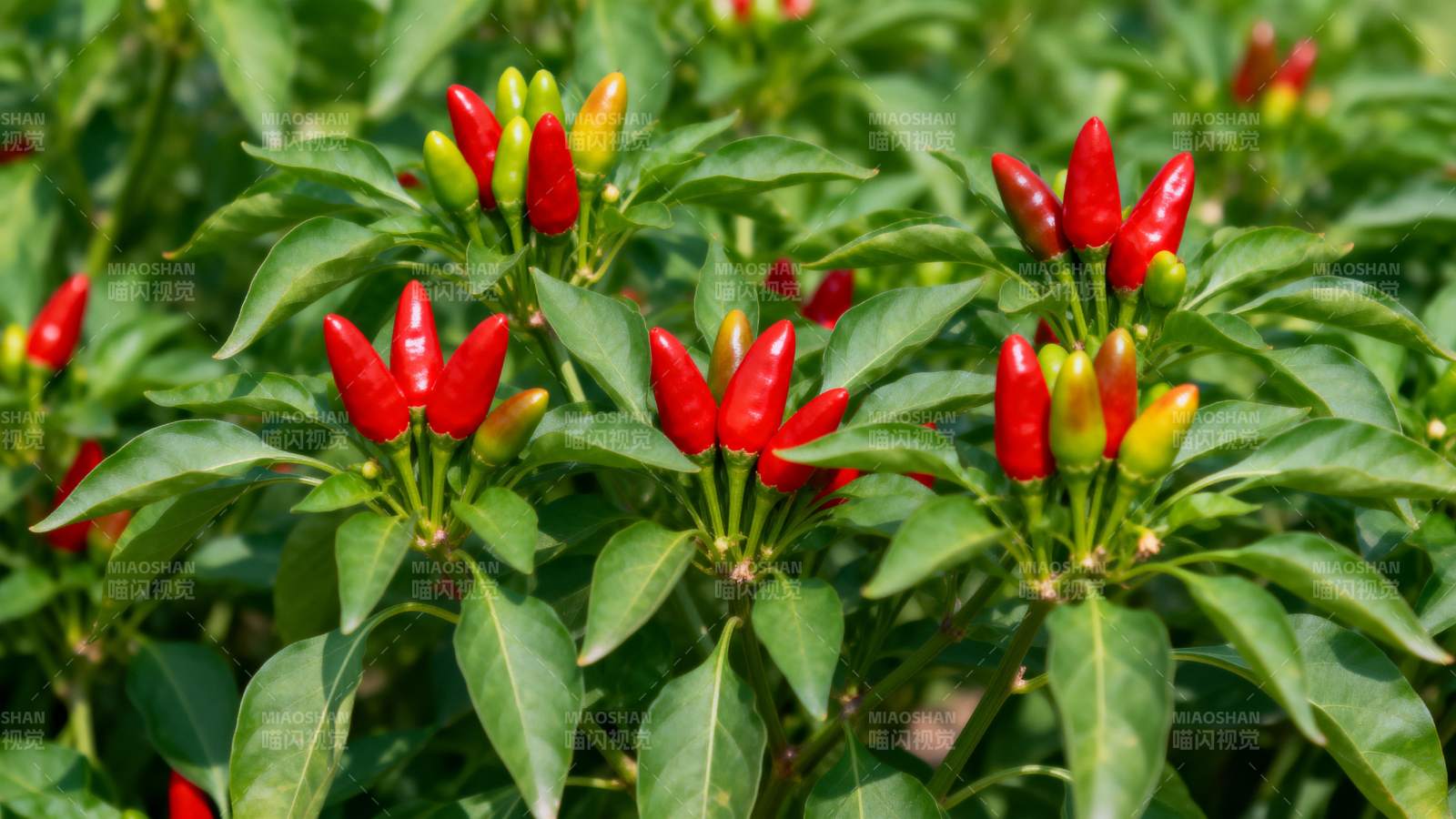 红辣椒植株生长茂盛图片