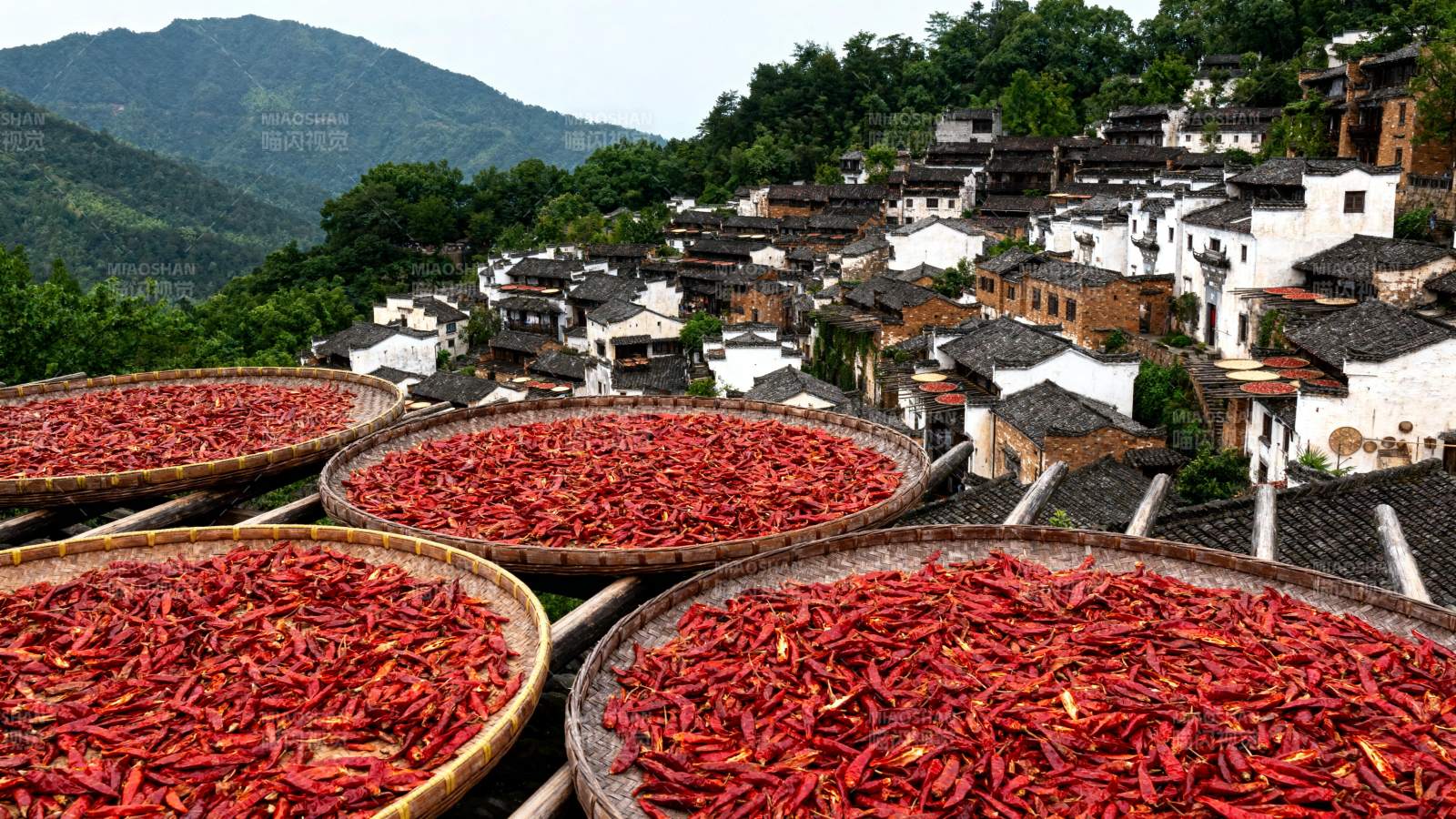 晒秋红椒满园香图片