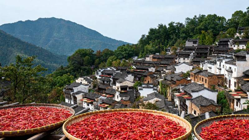 晒秋红辣椒图片