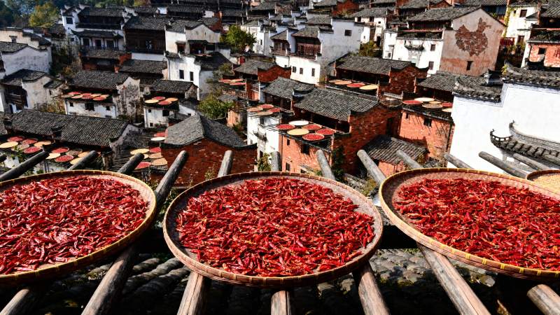 晒秋红辣椒图片