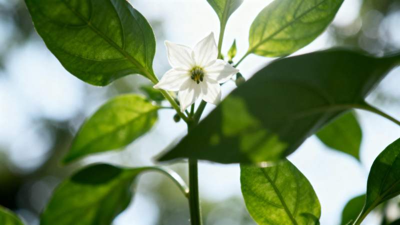 白花绿叶映阳光图片