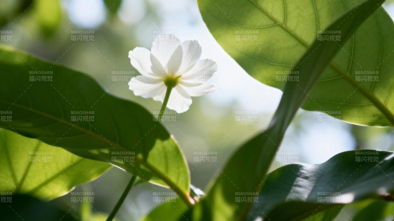 白花绿叶映阳光图片