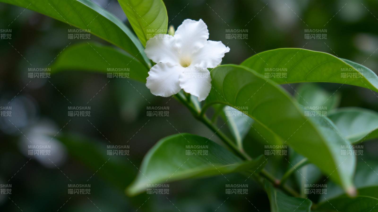 洁白花朵绿叶衬图片