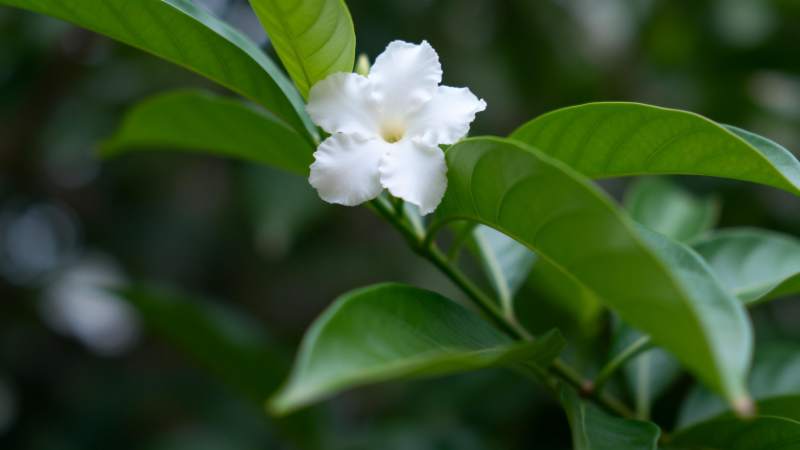 洁白花朵绿叶衬图片