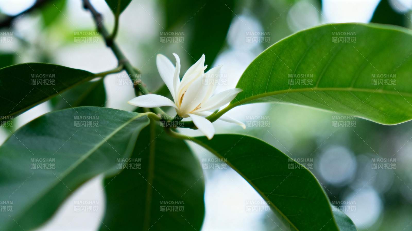 白花绿叶相映成趣图片