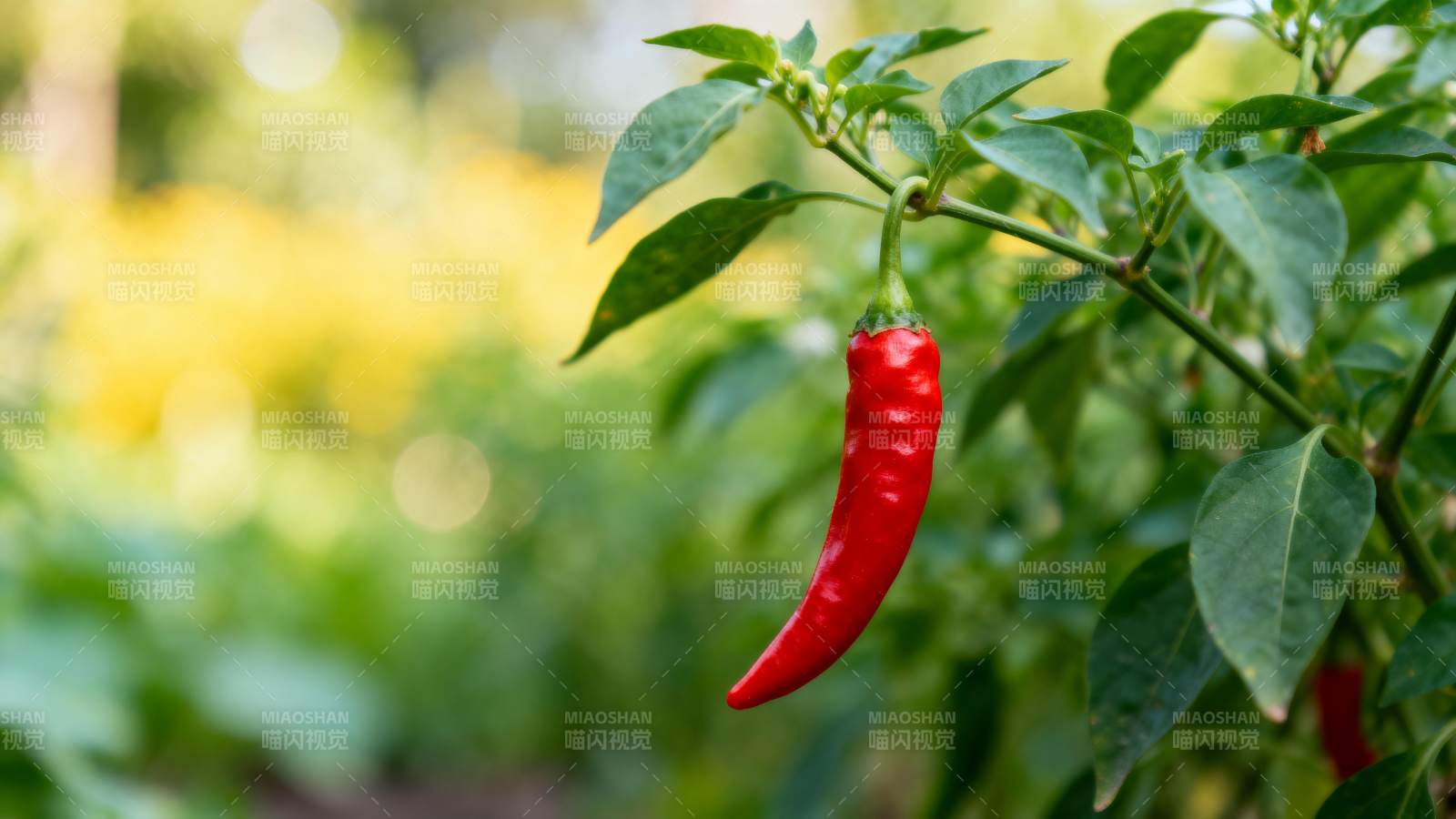 红辣椒挂枝头图片