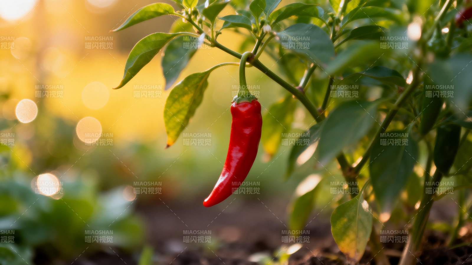 红椒挂枝头图片