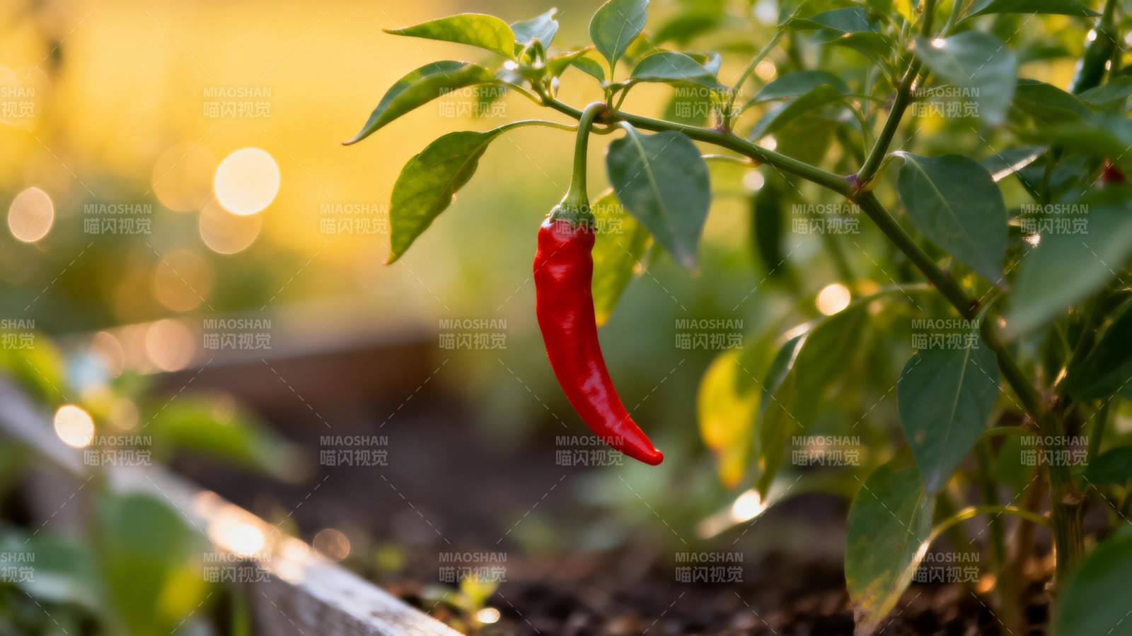 红椒挂枝头图片