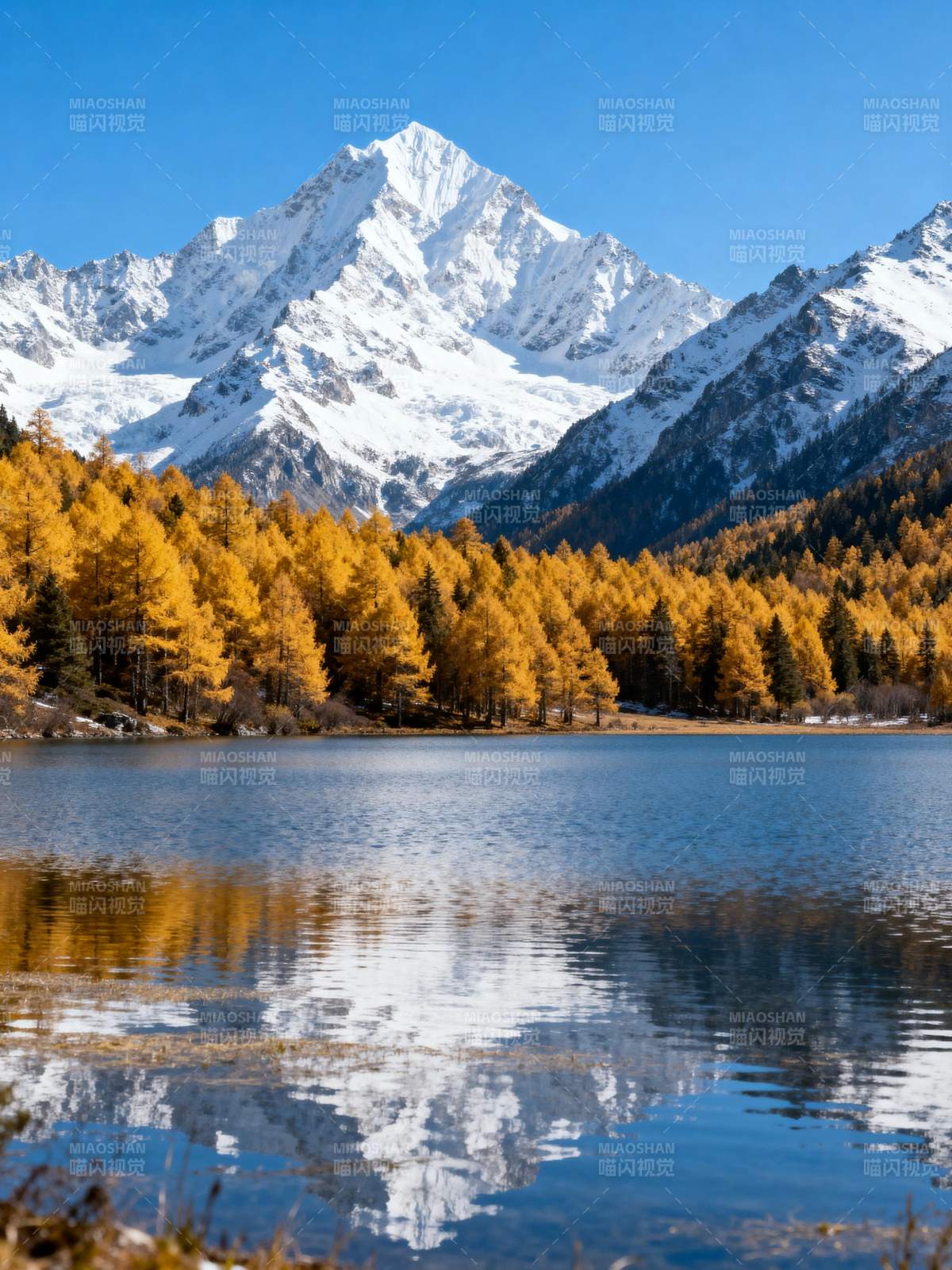 雪山秋林倒影湖图片