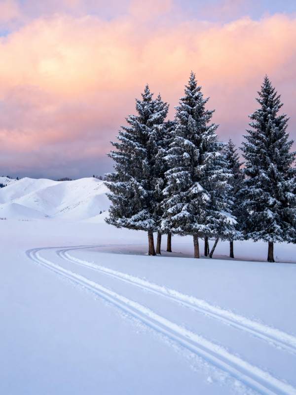 雪径松影暮色图片
