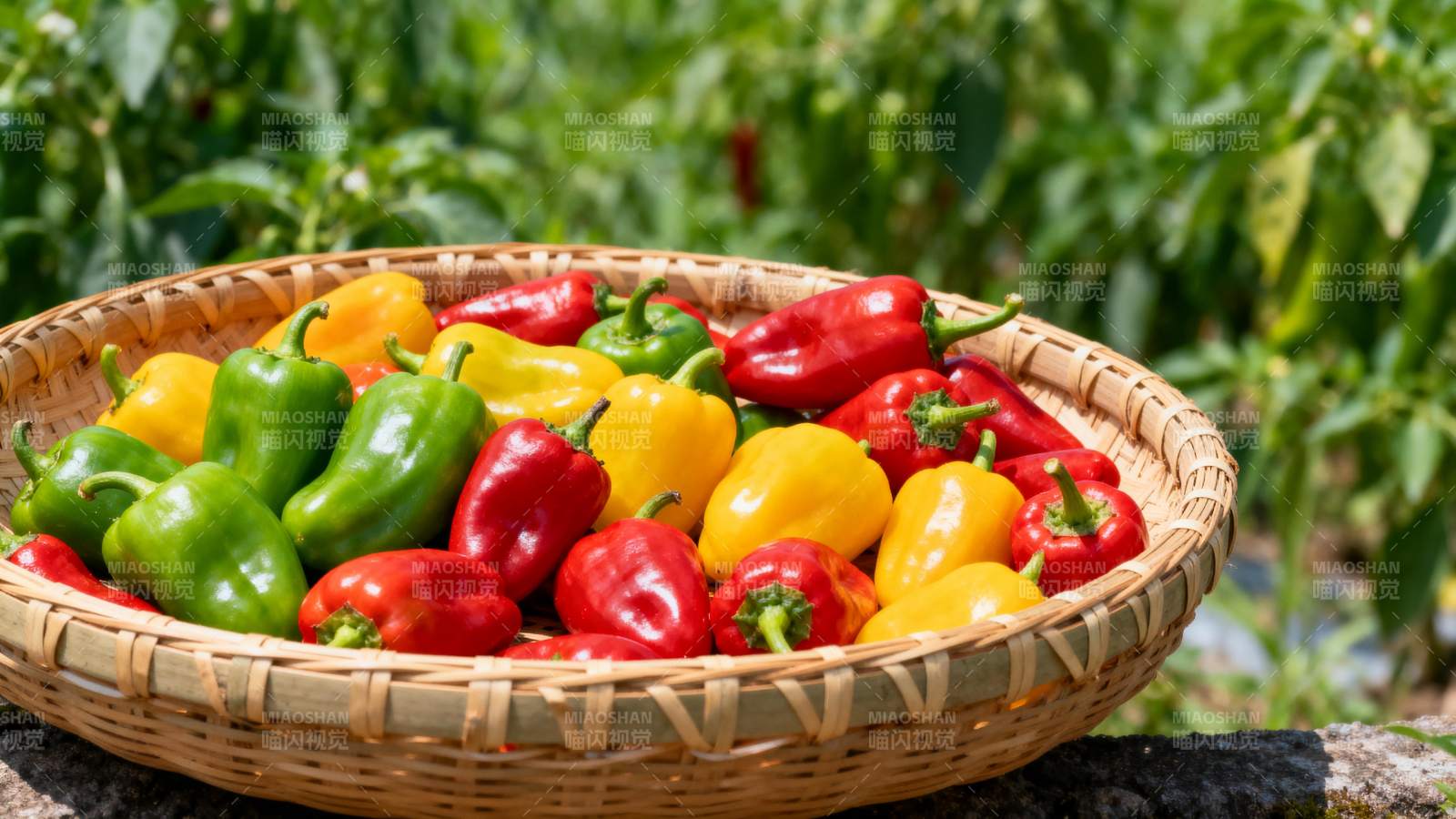 彩椒丰收图图片