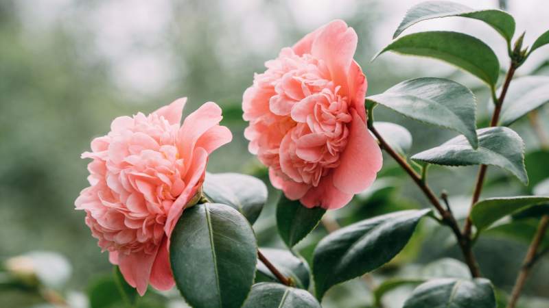 粉红山茶花绽放图片