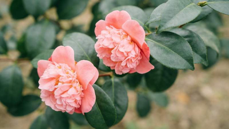 粉红山茶花绽放图片