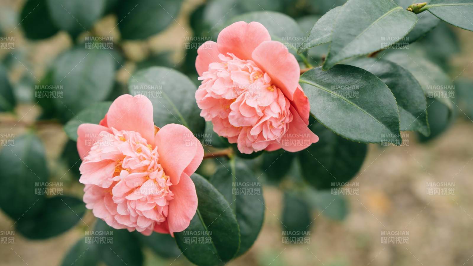 粉红山茶花绽放图片