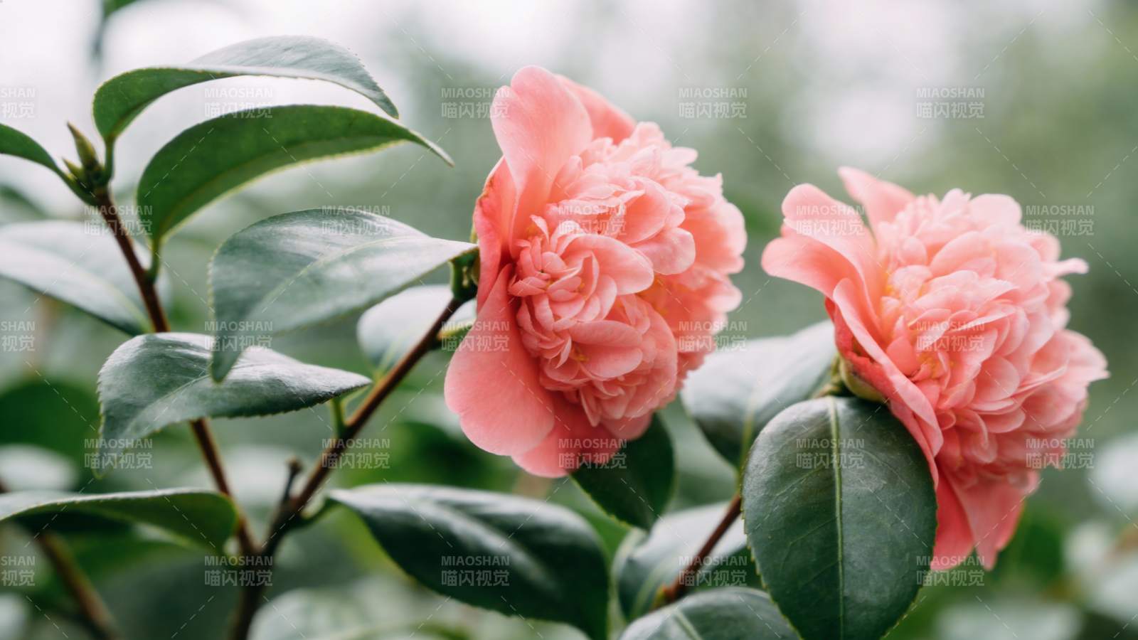 粉红山茶花绽放图片