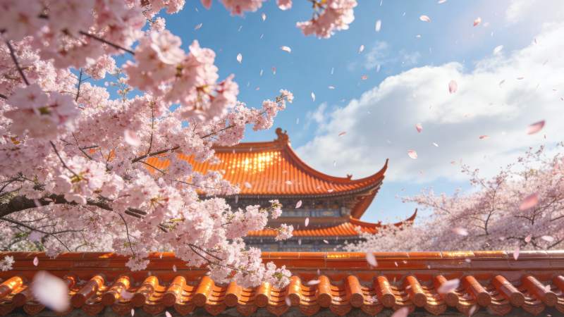 樱花映古殿图片