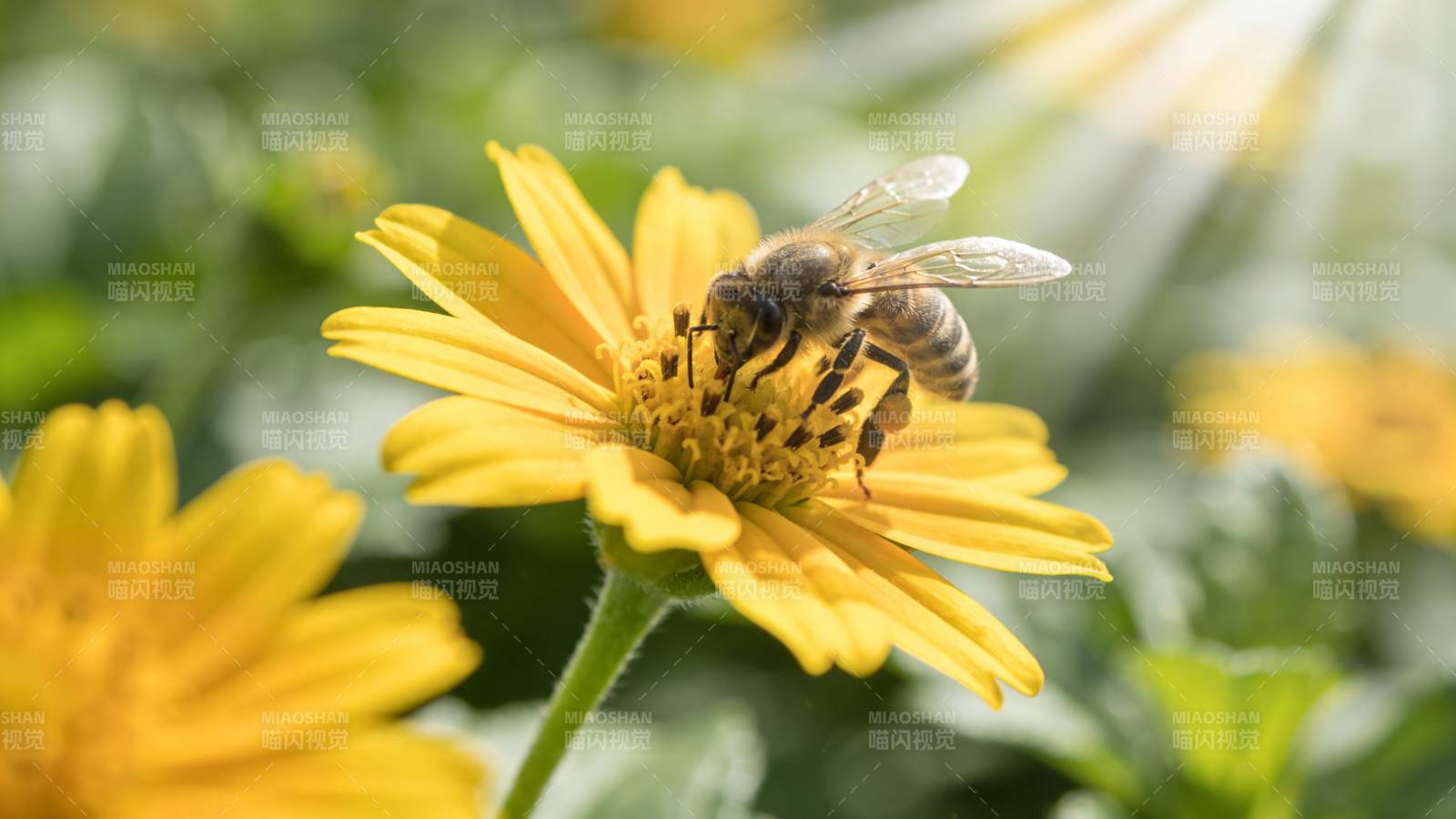 蜜蜂采蜜花丛中图片