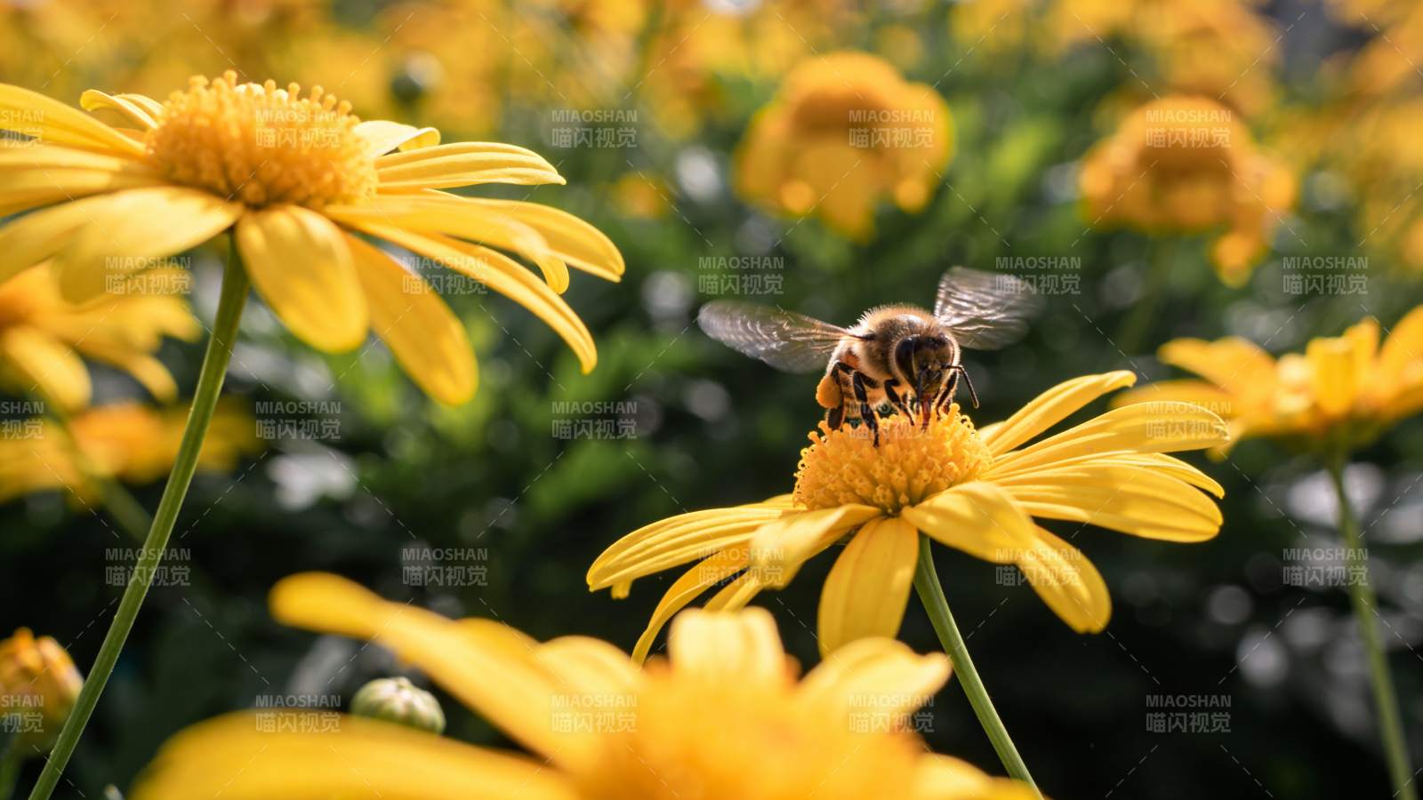 蜜蜂采蜜花丛中图片