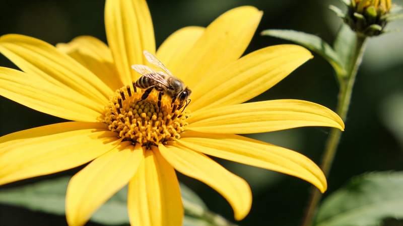 蜜蜂采蜜黄花图片