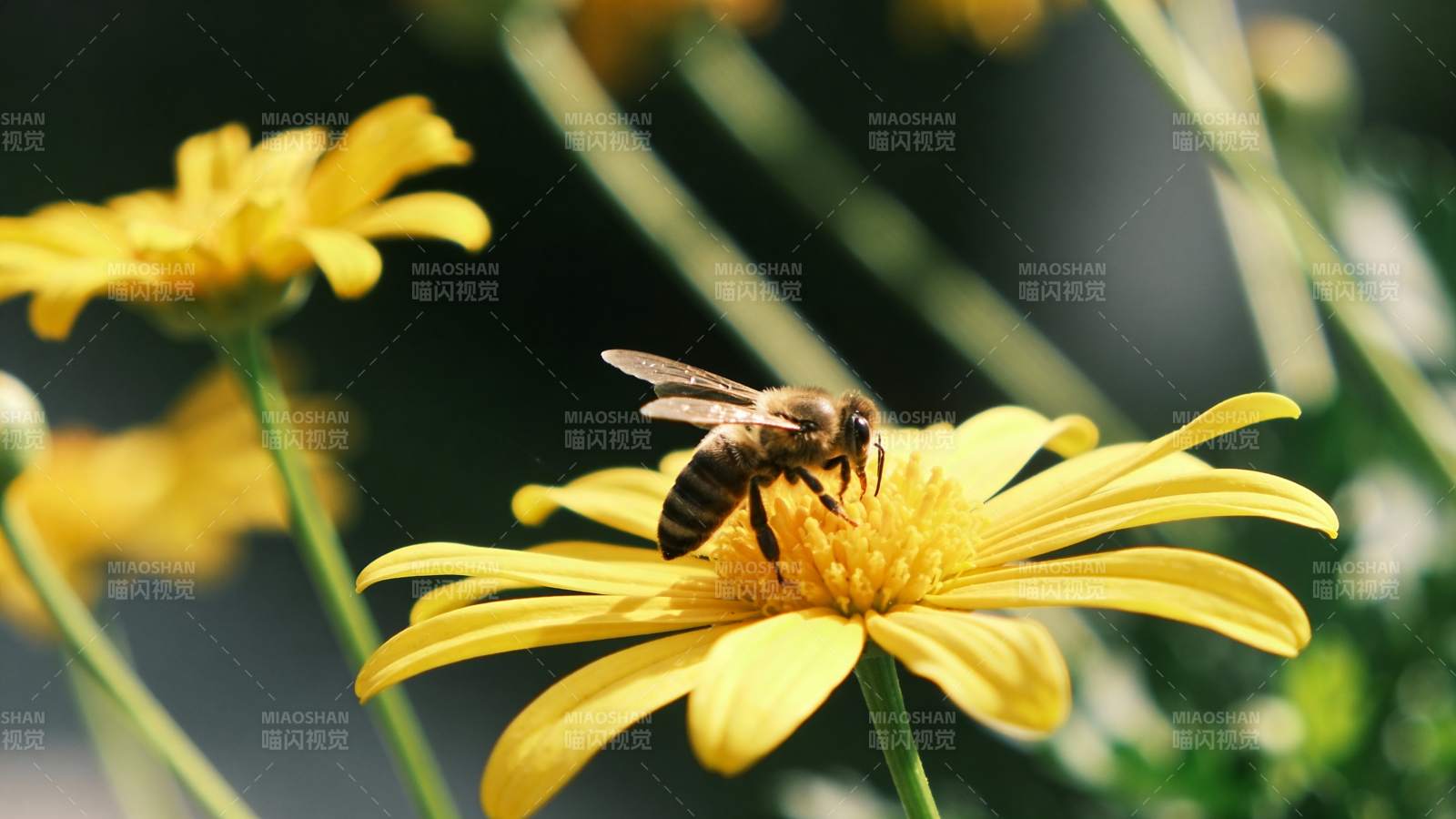 蜜蜂采蜜花间图片