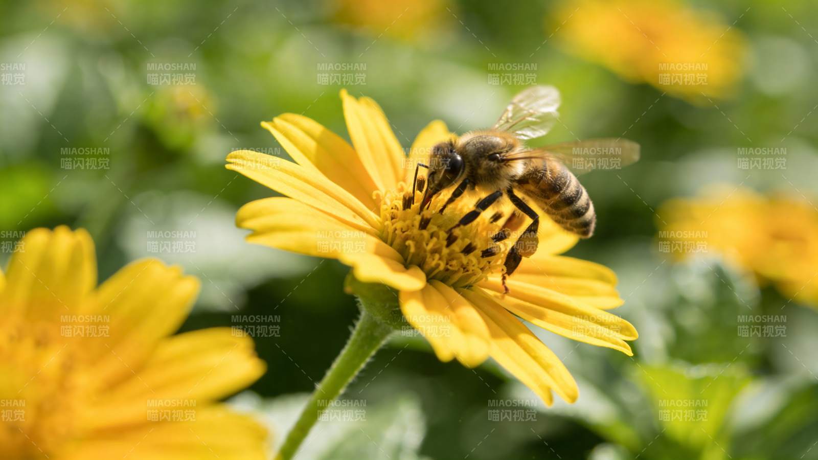 蜜蜂采蜜花间图片