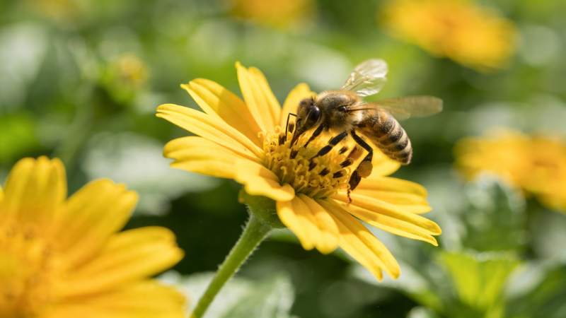 蜜蜂采蜜花间图片